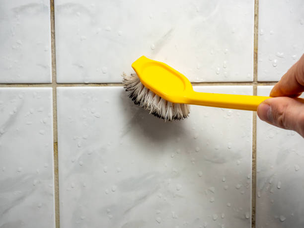 Reliable Trenton, TN Mold Removal Solutions