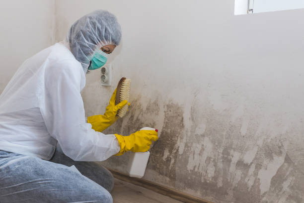 Best Local Mold Removal Service  in Trenton, TN