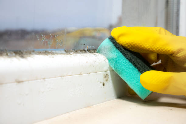 Home Mold Removal in Trenton, TN
