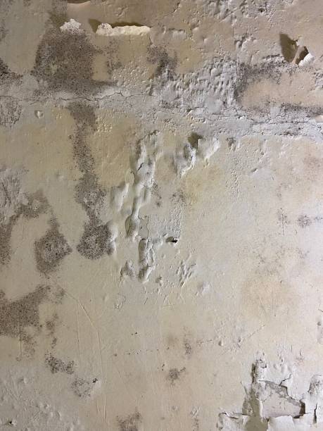 Best Mold Damage Repair  in Trenton, TN