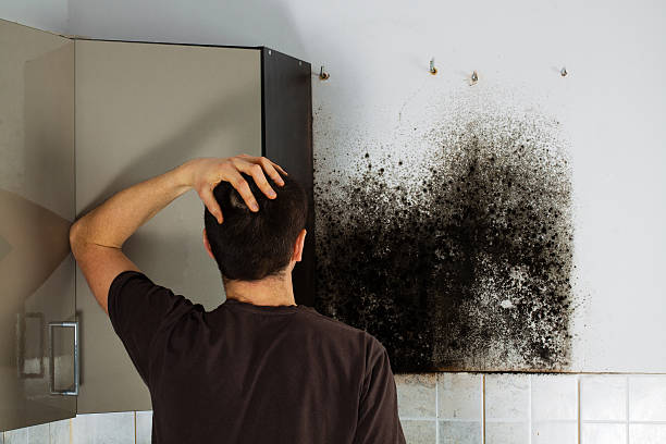 Best Mold Remediation  in Trenton, TN
