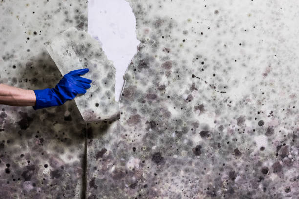Best Crawl Space Mold Removal  in Trenton, TN
